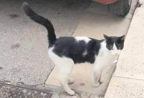 Boris Bel Gattone Affettuoso E Coccolone